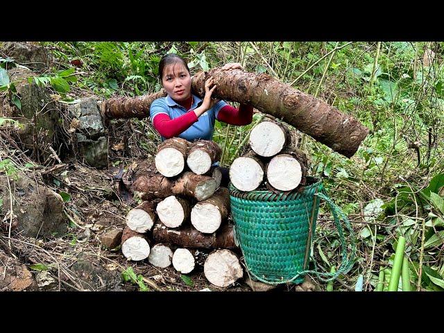 Harvest Giant Taro and Process Cooking for Pets | Farm Life