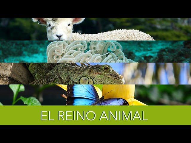 El Reino Animal.