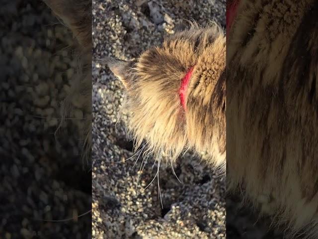 Cloudberry the Cat and Mouse City
