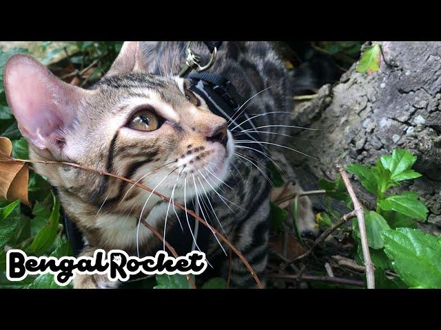 [Bengal Cat] Crescent The first walk [Bengal Rocket # 33]