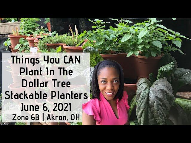 Things You Can Grow In The Dollar Tree Stackable Planters