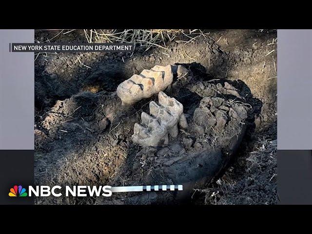 New York man finds complete mastodon jaw in backyard