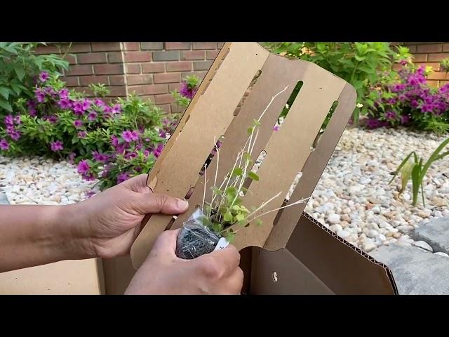 Unboxing Herbs II Gurneys Seed & Nursery