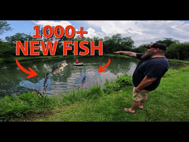 Stocking Bass Bluegill and Baitfish in Farm Pond