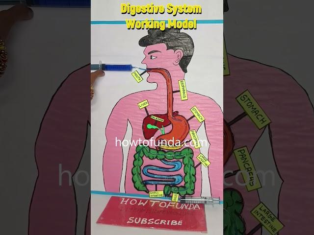 digestive system working model - diy - shorts howtofunda