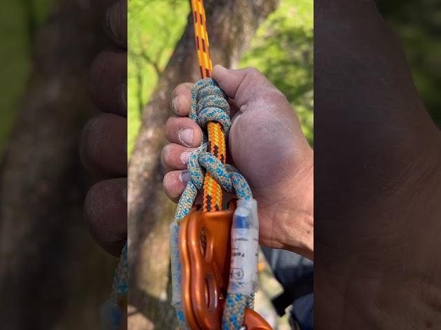 Hitch climber setup  #arborist #treelife #treeworker