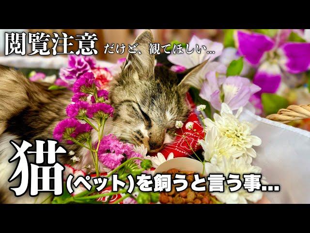 【閲覧注意】猫(ペット)を飼うと言うこと...