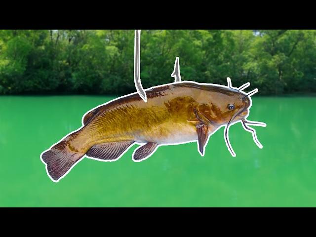 Fishing for MONSTER Fish w/ Livebait!