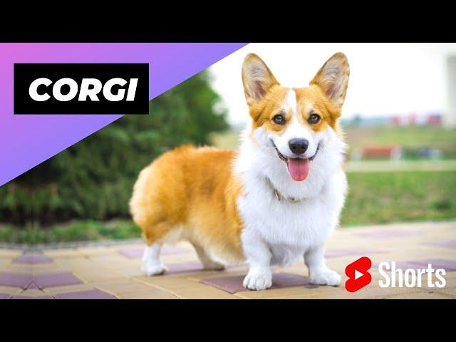 Corgi  One Of The Most Popular Dog Breeds In The World #shorts #corgi #dog