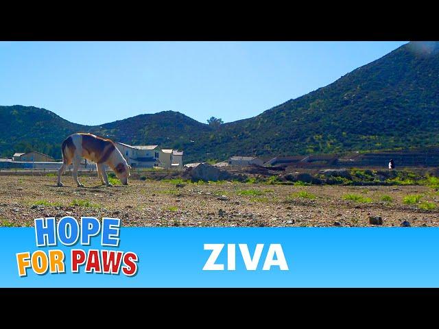 Homeless dog didn't trust humans who tried to help her for months!!! We changed that ️ #rescue