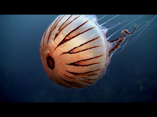 Sea drifters (jellyfish / медуза /  medusa / meduze underwater in Ireland). Watch in HD!