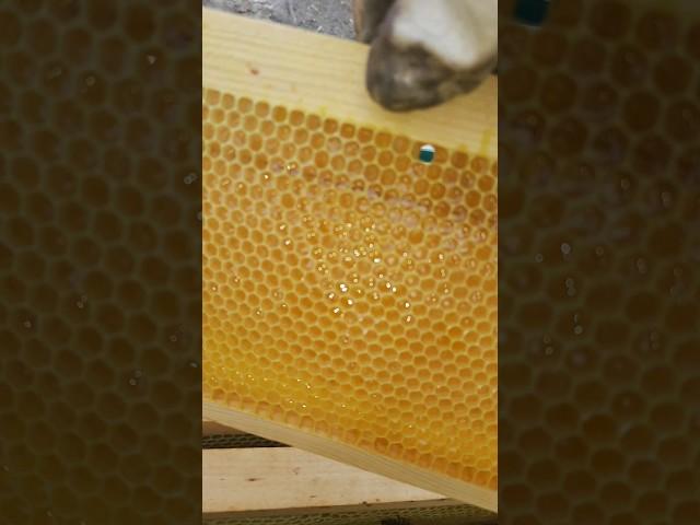 весенний мёд в Сибири #пасека #bee #пасека #beekeeper #пчеловодство #бакфаст #honey #пчёлы #мёд