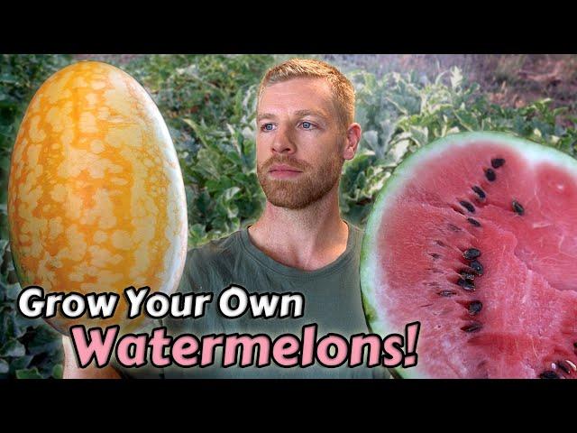 How I Grow Watermelons From Seed to Harvest - ft. Two Awesome Varieties