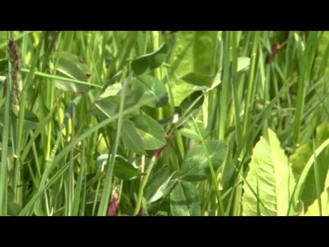 Cotswold Seeds Farm Visit: Mr Cornwallis on drought resistant Herbal Leys