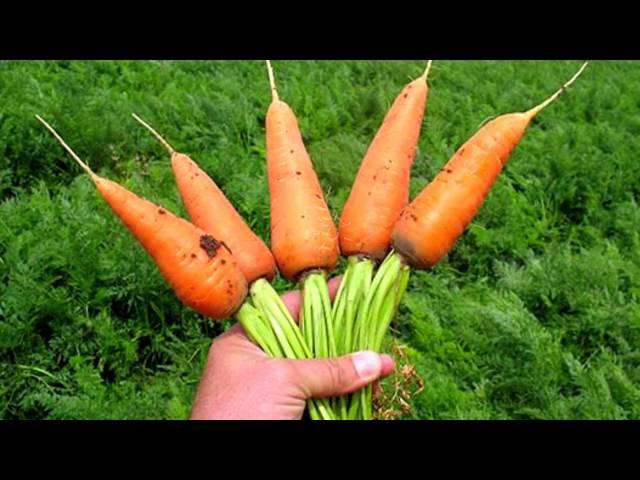 МОРКОВЬ ПОЛЬЗА И ВРЕД | морковь польза для мужчин, женщин