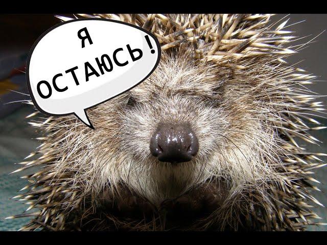 ЗЛОЙ ЁЖ НЕ ХОЧЕТ УХОДИТЬ