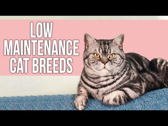 7 Best Low Maintenance Cat Breeds