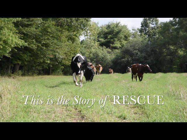 This is the Story of Rescue