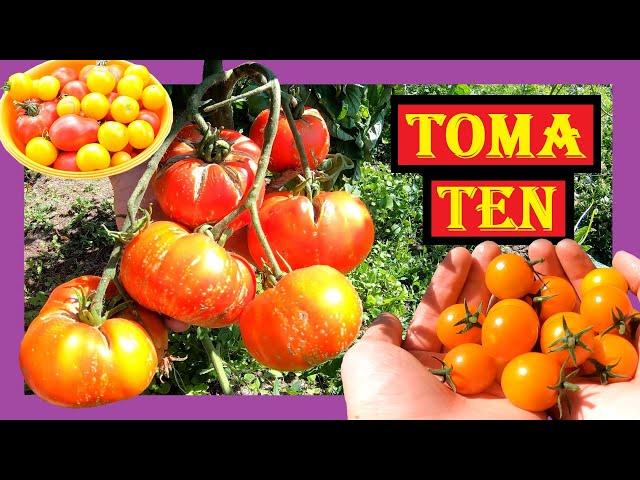 Tomaten anbauen im Freiland  Komplette Saison  Tipps und Tricks beim Tomaten Pflanzen im Garten