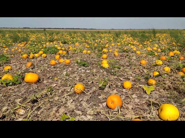 Стан гарбуза 30-08-22