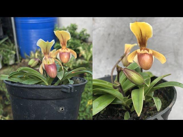 Does anyone love helen's slipper orchid