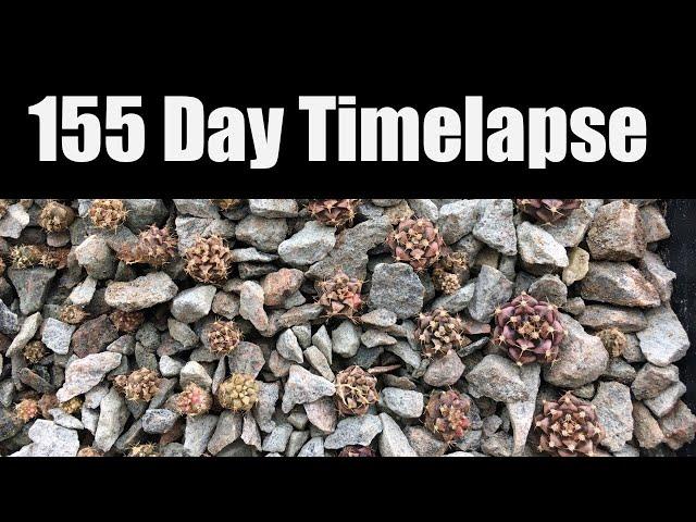 Gymnocalycium Mihanovichii Variegata 155 Day Timelapse