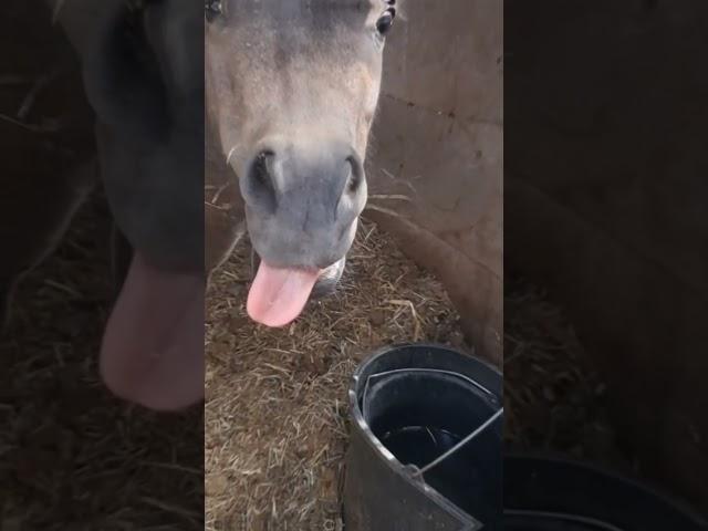 Shetty Tom   #spaß #cuteanimals #funny #horse #minihorse #sweet #love #shorts