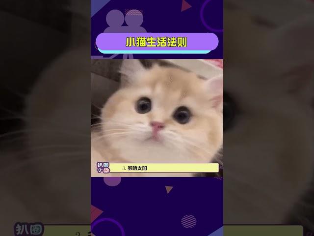#小猫生活法則與其精神內耗自己，不如發瘋外耗他人