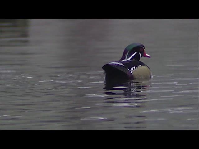 Oconee SC Shore Birds