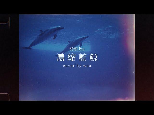 【美人如萱翻唱】裘德Chiu《濃縮藍鯨》cover by waa 魏如萱