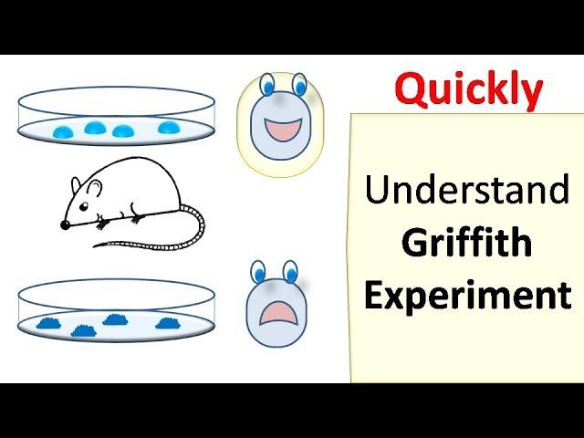 Griffith's experiment