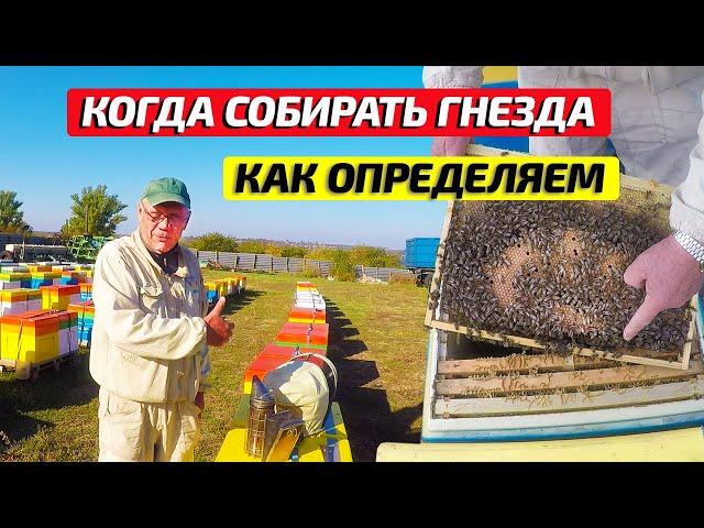 Как определить когда собирать гнезда пчел на зиму #1