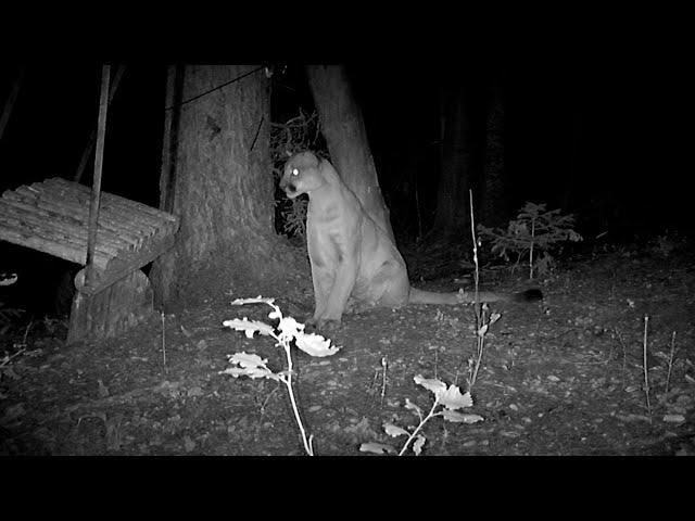 Mountain lion pushes swing and discovers physics.