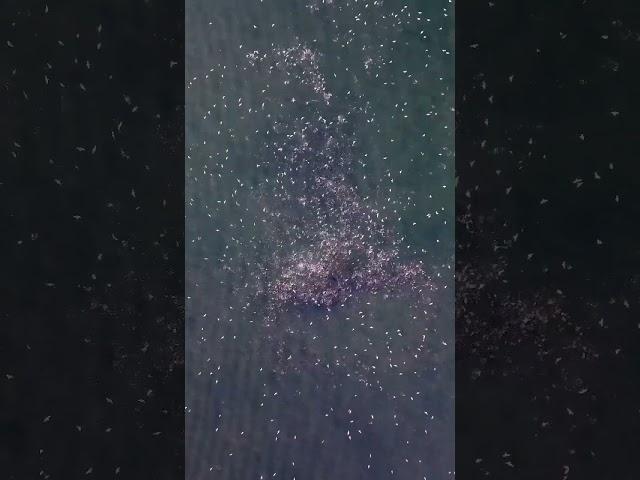 Striped bass blitzing in formation by the thousands. Some unreal footage from NJ this fall 