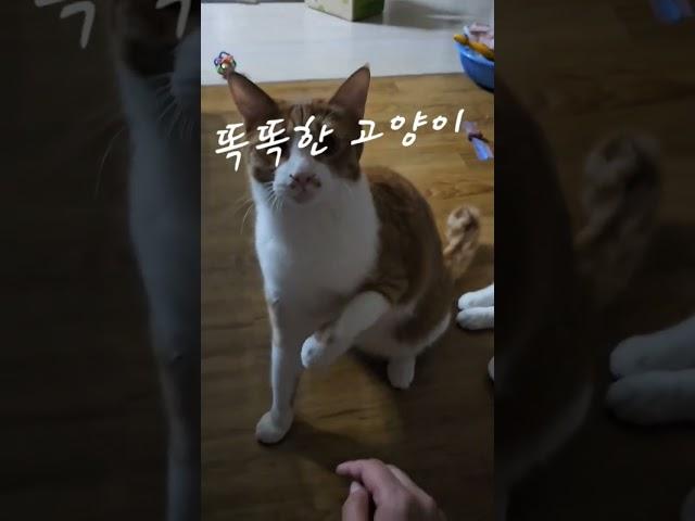 상위 1% 똑똑한 고양이                 #미미냥#고양이#캣스타그램