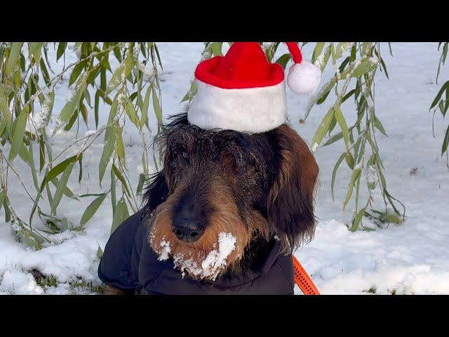 Dachshund Teddy - Santa's Cutest Reindeer 