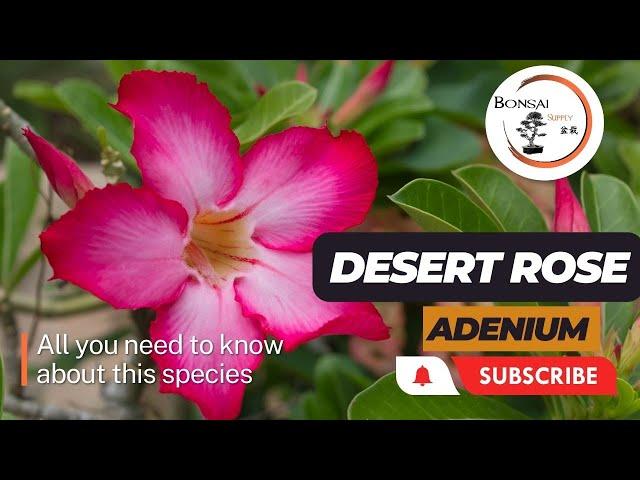 Guide to Desert Rose Bonsais: Species, Care, Propagation, and More | The Bonsai Supply