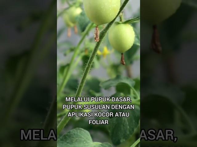 cara mencegah busuk pantat pada tomat #blossomendrot #budidayatomat #tanamantomat