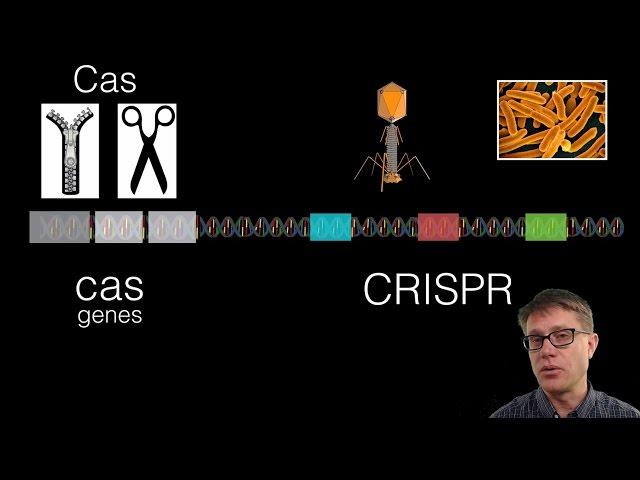 What is CRISPR?