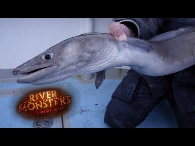 Catching A Lively Conger Eel In Southern England | EEL | River Monsters