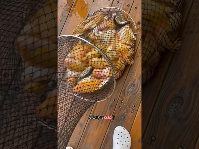 日月潭最不缺的魚，腳喇喇欸就能釣一網 #紅魔鬼#外來魚種 #厚唇雙冠麗魚 #潭上佳餚 #日月潭釣漁民の日常