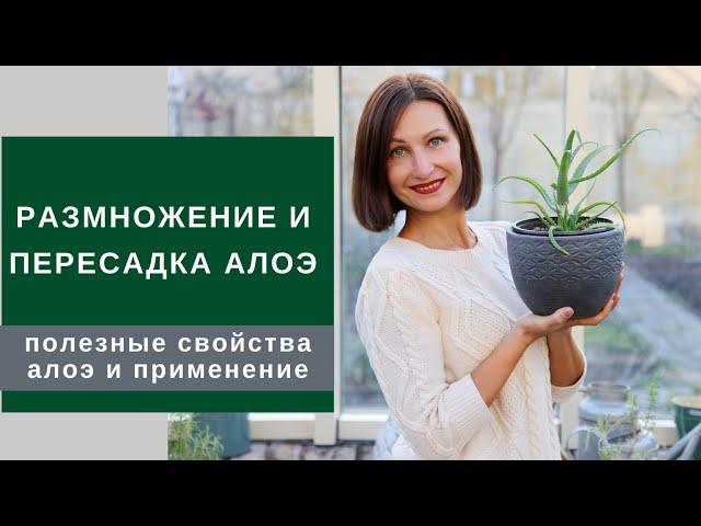 Как поделить, пересадить и размножить АЛОЭ (столетник)/полезные свойства алоэ и применение