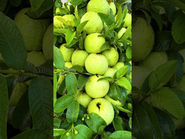 Guava tree grafting technique - grafting fruit trees #grafting #shorts