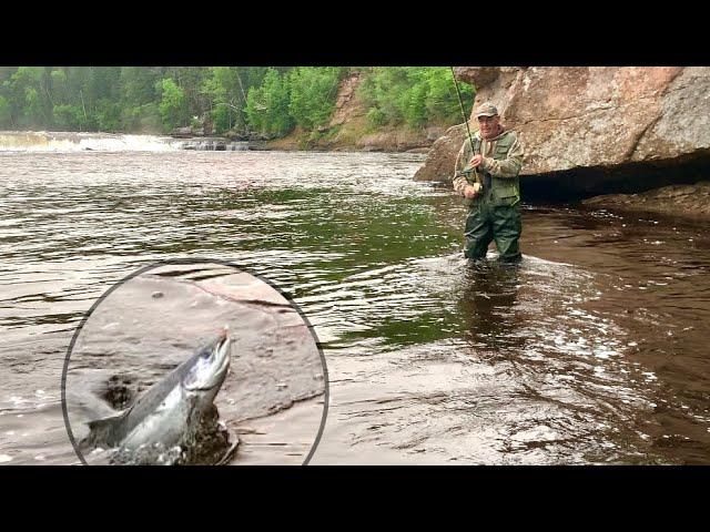 The SALMON are on the MOVE ! Humber River , Newfoundland Atlantic salmon fishing ( pre-run)