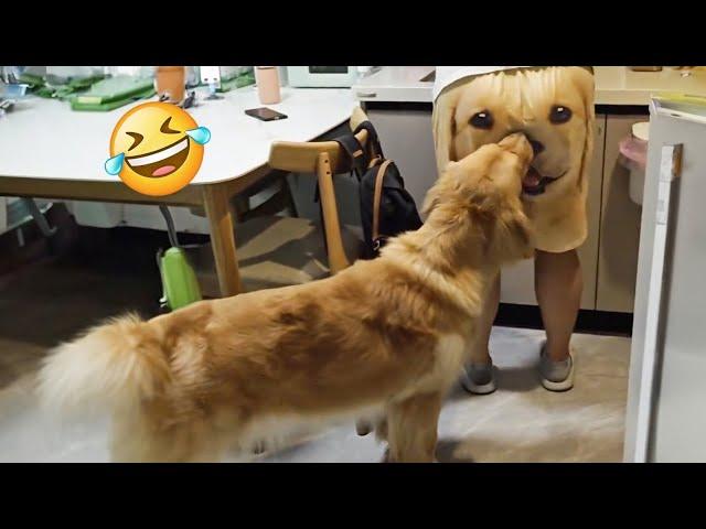 Funniest Animal Videos 2024  - Cute Dog and Cat Moments 