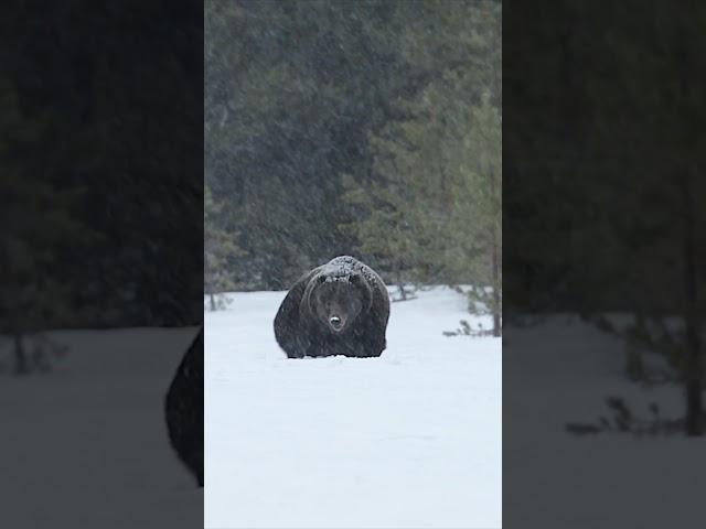 Grizzly Boar-#best #nature #naturephotography  #Tetons #Yellowstone #shorts #wildlife #bear #animals