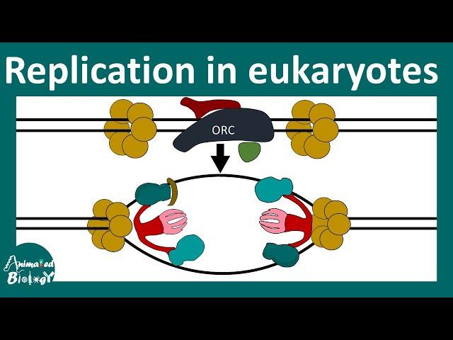 DNA replication in Eukaryotes | Prokaryotic vs Eukaryotic DNA replication | Molbio | CSIR NET