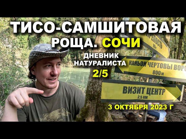 Тисо-Самшитовая Роща. Сочи. 3 октября 2023 г. Дневник натуралиста 2-й из 5