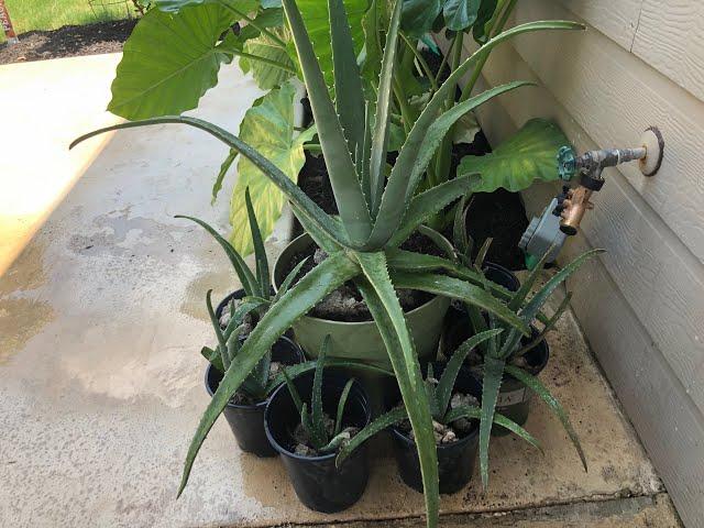 How to get FREE Aloe Vera plants.