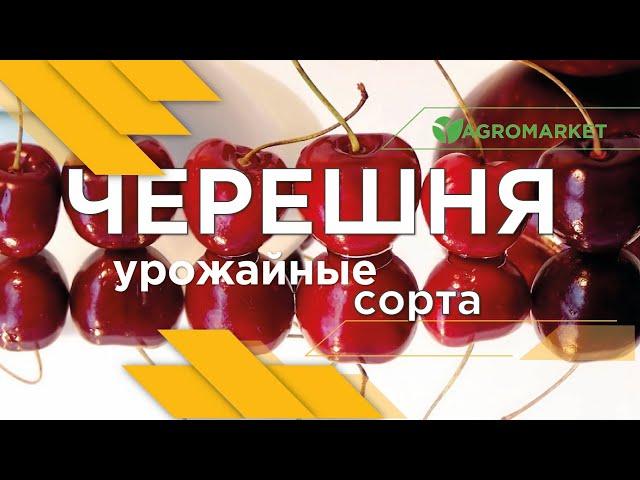 УРОЖАЙНЫЕ СОРТА ЧЕРЕШНИ от саженца до большого дерева [Агромаркет]